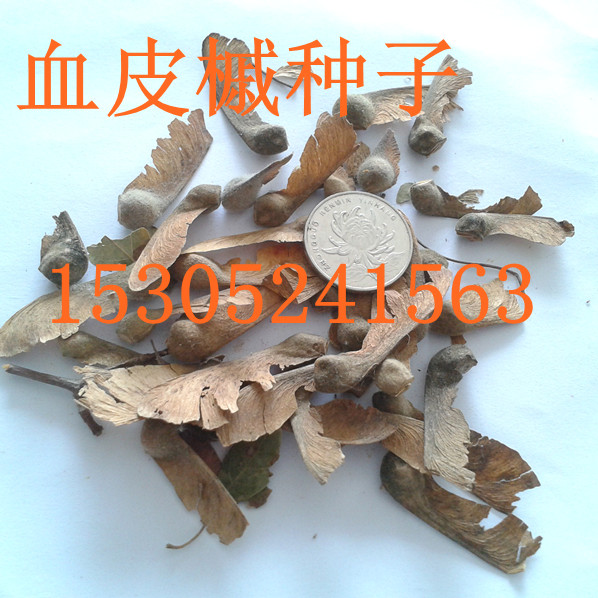 ѪƤ�����ӡ��η�ľ���ӡ���������ӡ���÷����