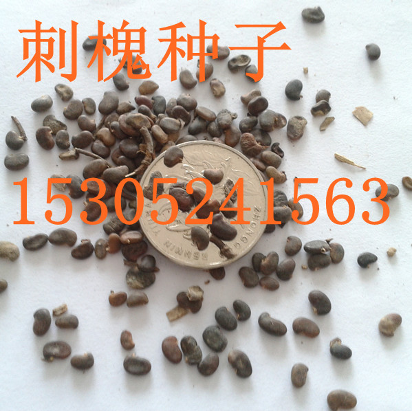 �̻����ӡ���Ҷ��Ӣ���ӡ���ҶŮ�����ӡ�����������