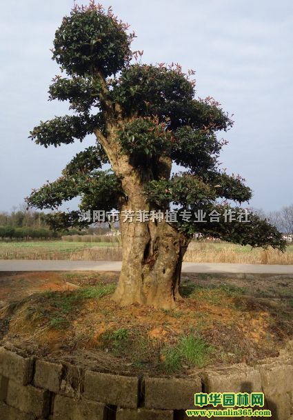 �����޺��ɡ�СҶŮ�ꡢ��Ӣ��������������������ľʯ�