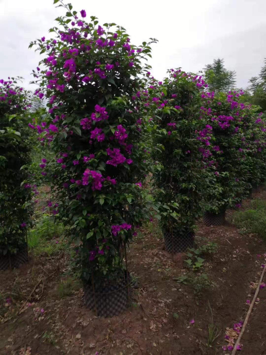 �˱��г�����˳������÷��ֲרҵ������