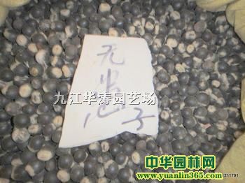 �޻������ӡ��̻���ľ���ӡ��޻�������