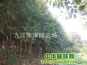 2���ֶ�Ӣ