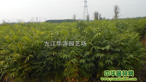 һ�����޻���.�߶�һ���޻���С��