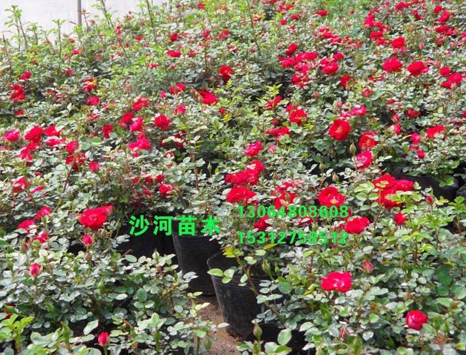 ��ñ�¼�����ñ�¼�С�硢��ñ�¼�������