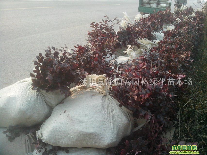 沭阳县沁园春园林绿化苗木场
