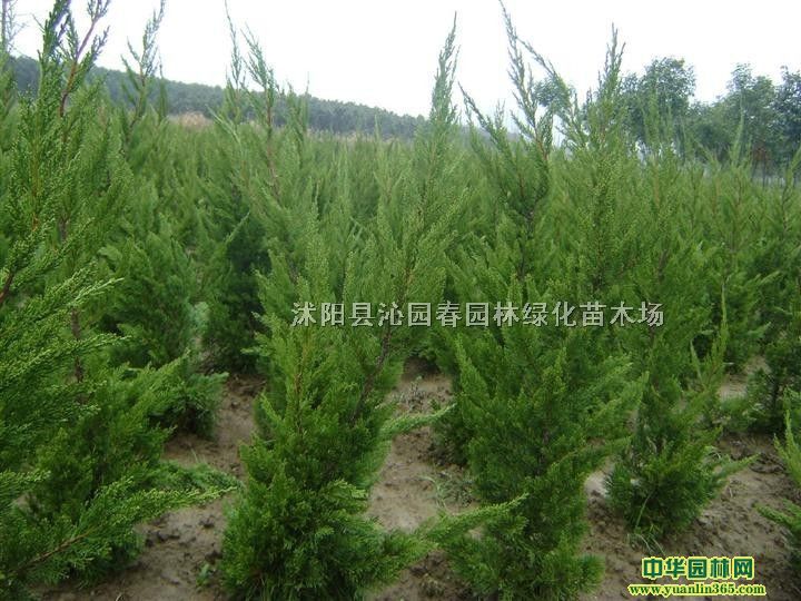 沭阳县沁园春园林绿化苗木场