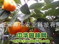 ţ�������������������硢3����������