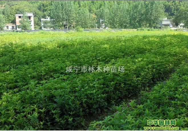 �ֻ�70-100CM�ߵ��𡢽��С��