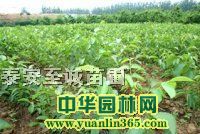 �������硢��ʵ�������硢��Ƥ��������