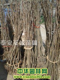ӣ�����硢ӣ��ʵ���硢���ӣ������