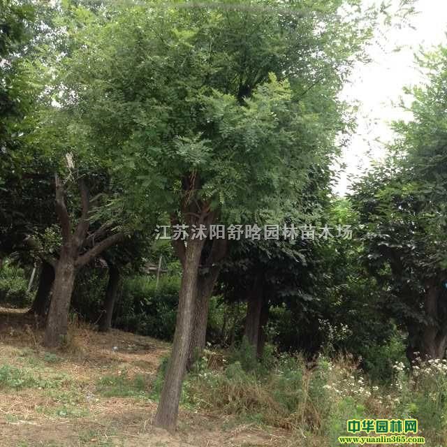 ��������ͩ��ӣ������Ҷ���������������ҶŮ�ꡢ��Ҷ��