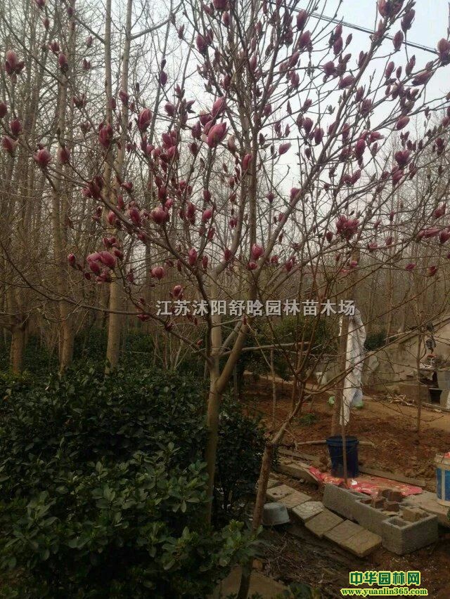 ��������������ӣ������Ҷʯ骡���ޱ����Ҷ���������ͩ��ľ��