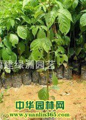 ������硢����ľ����
