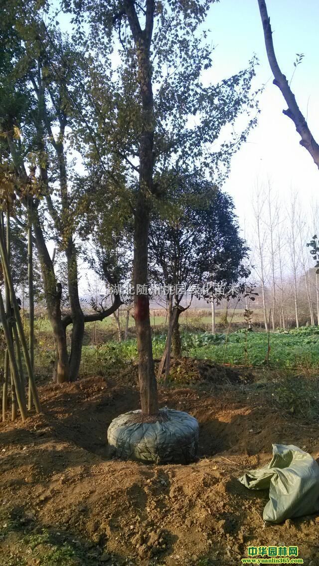 �𻨡�ľ�ϡ����Ƿ㡢���������ǡ����ꡢ���ࡢ��ͩ����ľ