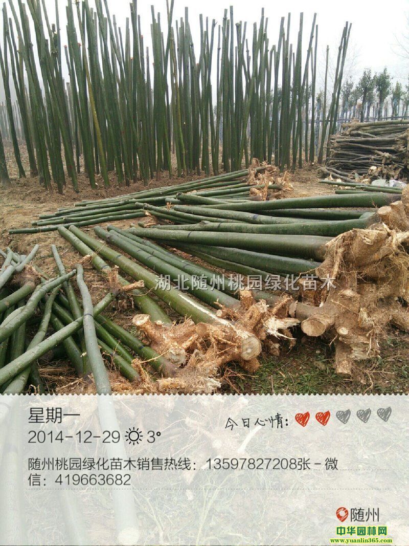 ��ͩ����ͩ�硢��ͩ������