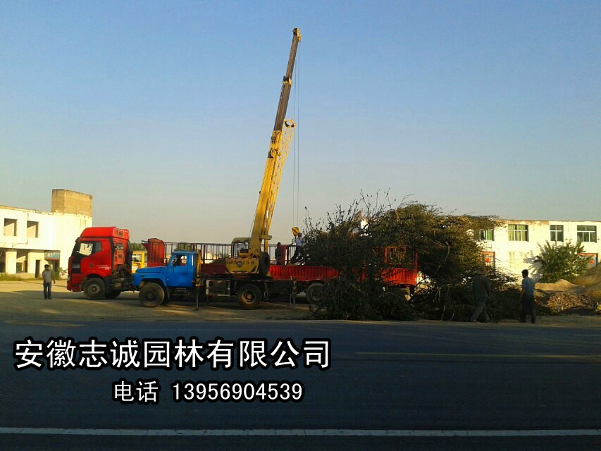 ��Ҷʯ骡��ľʯ骡��������桢�桢���ҡ�����÷��ʯ�����ľ