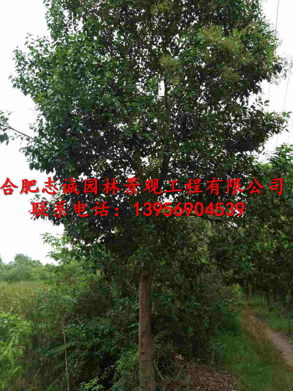 ��ޱ�����Ƿ㡢���ꡢ�𻨡���Ҷ���ҶŮ�����ľ