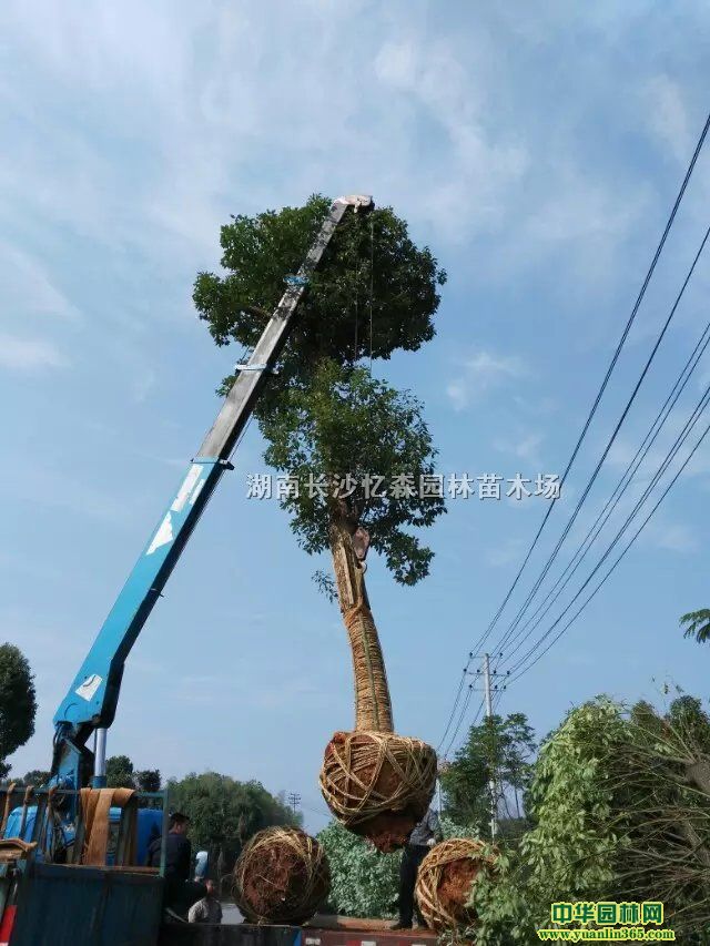 30cm����������25cm����������20cm��������