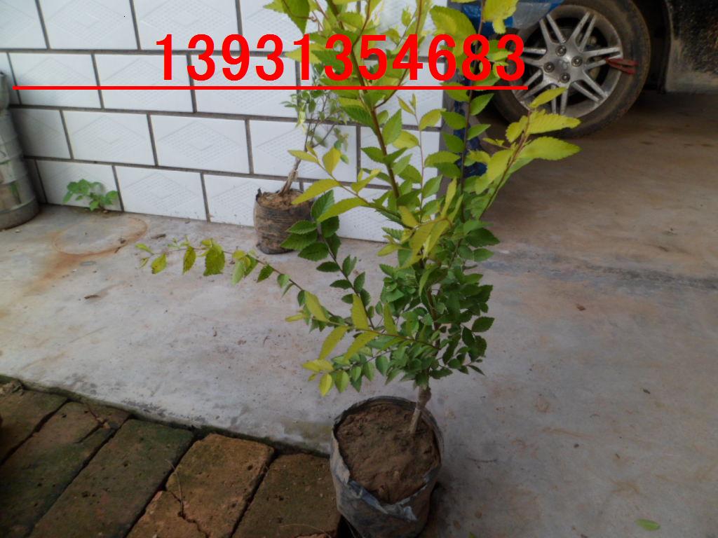��װ��Ҷ��