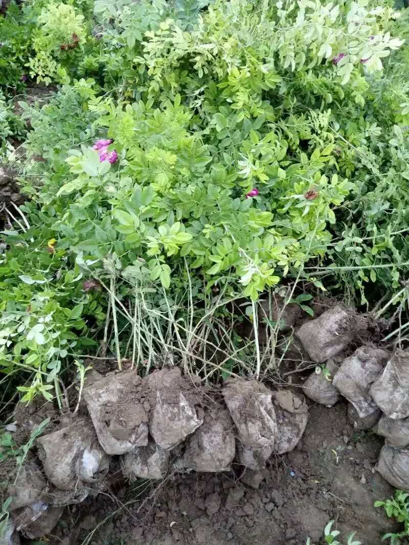 玫瑰、玫瑰小苗、定州玫瑰