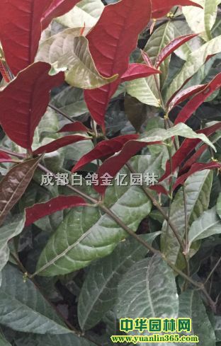 �챳�𡢴��硢��������硢ʮ���ܴ���