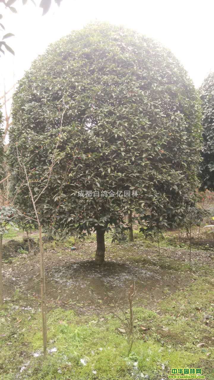 ��������2-4.5�״�