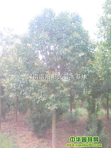 1-15���ִ�ҶŮ��