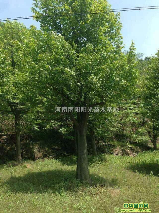 ���ֹ��������