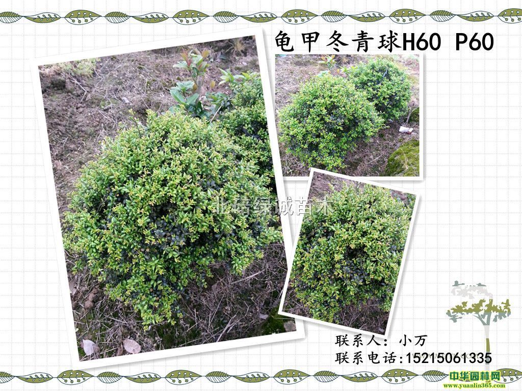 ��׶�����P40-80CM