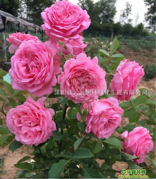 ��Ӧ��ӭ�¼���ŷ���¼������¼����¼�С��