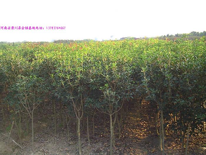 ��鵼۸�,��Ҷʯ骼۸�,���¹𻨼۸�,���,���Ϲ������۸�