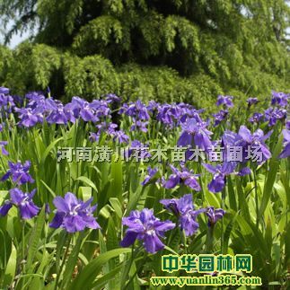 �β�����顢˿�������̡���˿�ҡ���