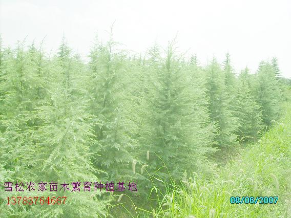 ѩ�ɡ����ɡ�ʪ���ɡ����ɡ���β�ɡ��޺��ɡ���Ƥ��