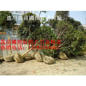 ���¹𻨡��������ࡢ�ļ��𻨡�ɺ���������¹�