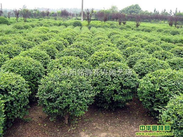 �ڷ�40��50��60���ִ�Ҷ������