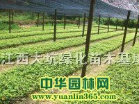 �ľ����10-35���ָ�