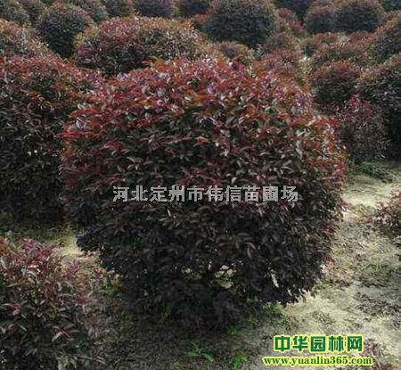 装盆红叶李、河北带盆红叶李、50至80公分红叶李绿篱苗