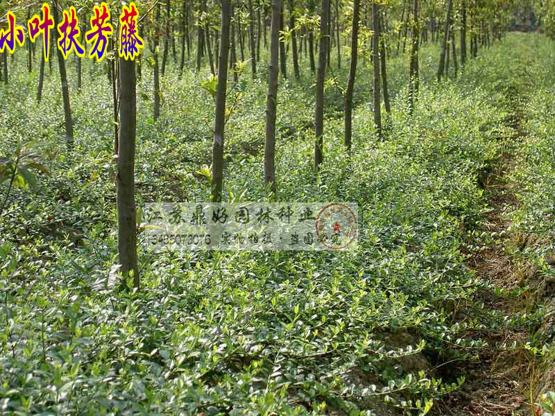 �������硢СҶ���������80CM