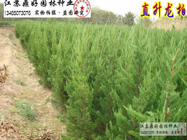 ��100CMֱ�������硢��������������