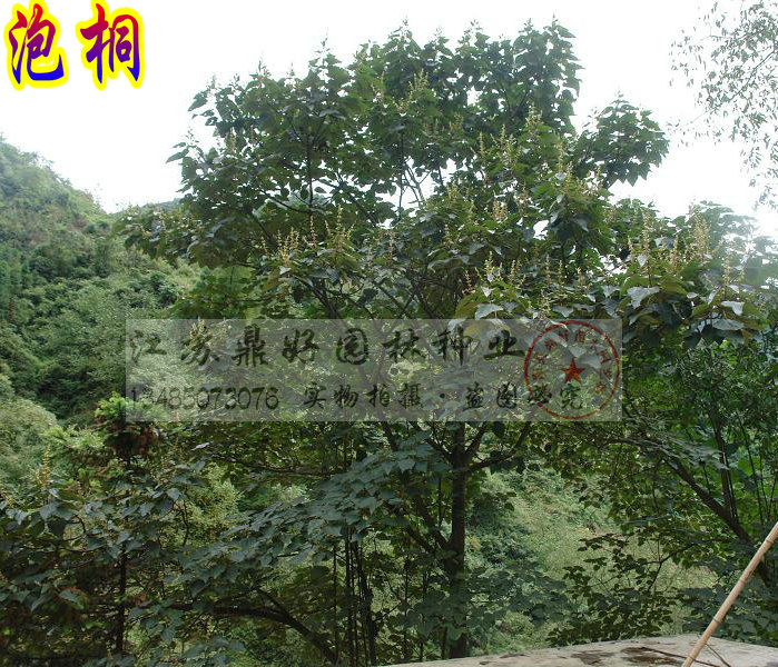 ������ͩ��10CM