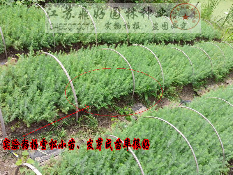 �Ѳ�����ѩ��С��25CM����