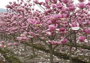 ���յؾ�10����12����15���ֺ��������ؼ۸�