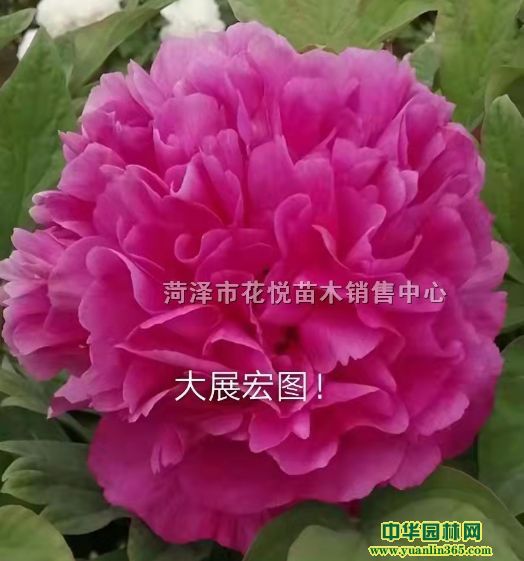 лҩ