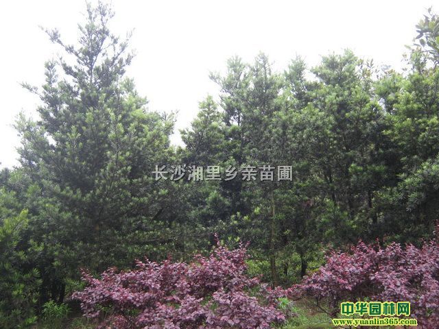 8���֡�10�����޺���