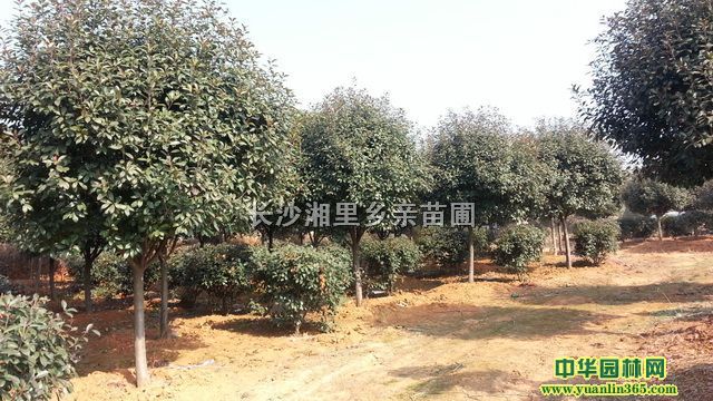 ���˺�Ҷʯ骡���Ҷʯ�������Ʒ�߸˺�Ҷʯ�