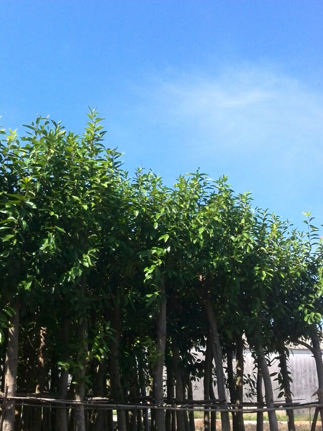 ˮ��5-20����
