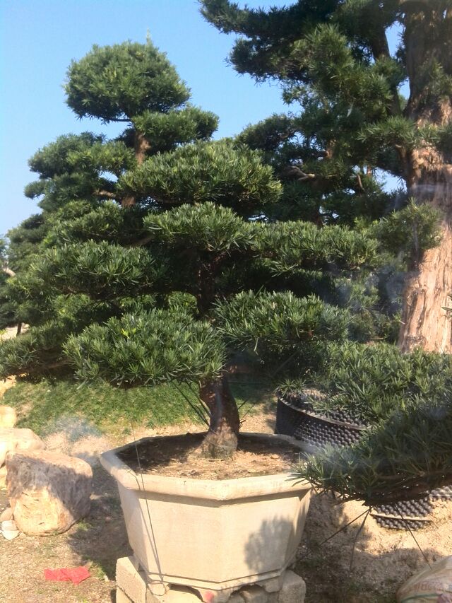 �޺�������
