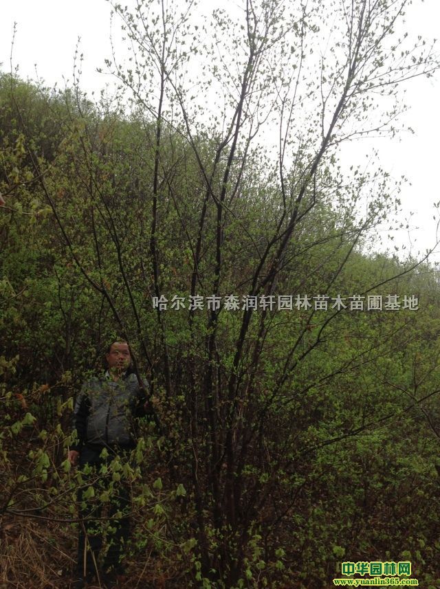 ��鲴���