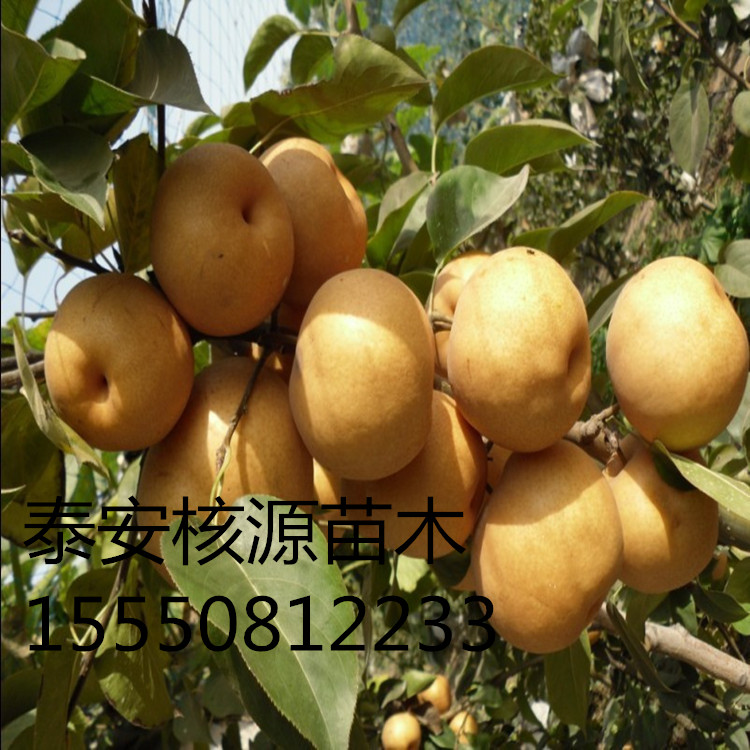 ����1-5���������硢�������硢��������