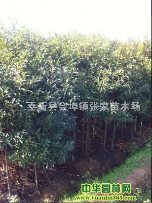 ��Ӣ�硢һ���ӢС�硢1���ֶ�Ӣ��2-3���ֶ�Ӣ������